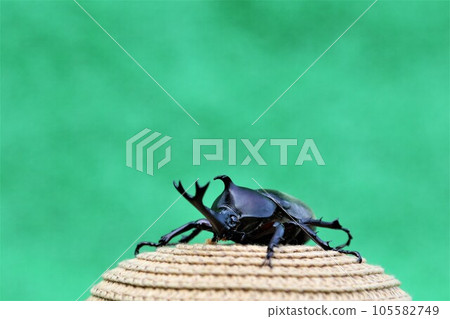 A male beetle staring cutely on a straw hat with a green background 105582749