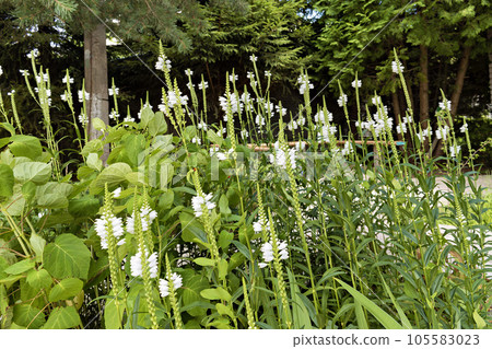white flowers on tall stems in the garden 105583023