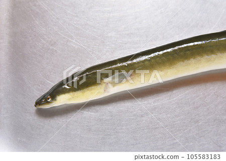 水槽裡的鰻魚朝左 水槽裡的鰻魚朝左 105583183