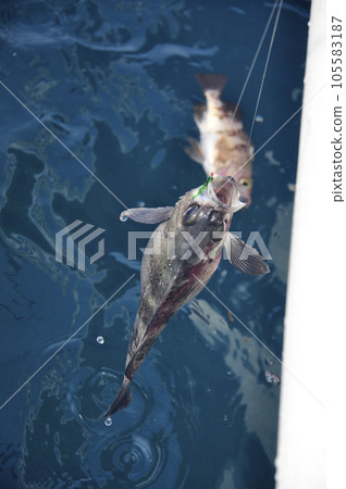 船釣石斑魚 船釣石斑魚 105583187