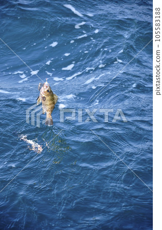 石斑魚船釣 石斑魚船釣 105583188