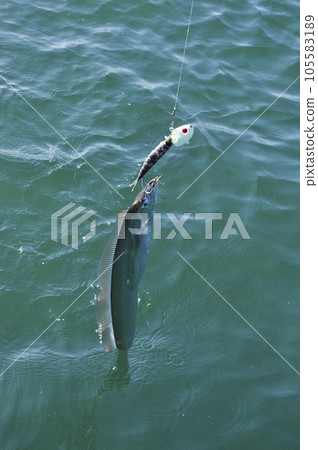 船釣帶魚 105583189