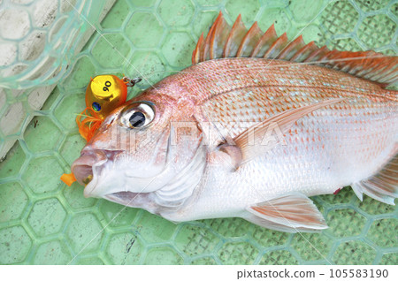 泰國騾子捕獲的紅鯛魚 泰國騾子捕獲的紅鯛魚 105583190