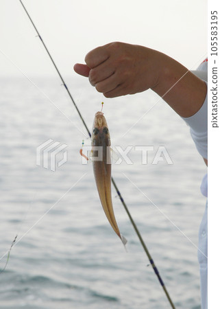白魚船捕魚 白魚船捕魚 105583195