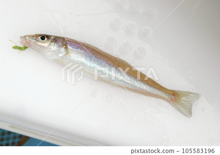 freshly caught whitefish freshly caught whitefish 105583196