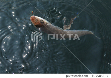 The caught fish floated on the surface of the water 105583197