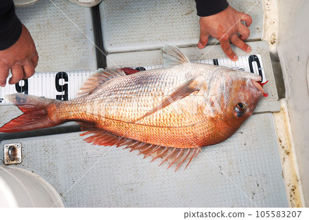 60cm以上鯛魚 105583207