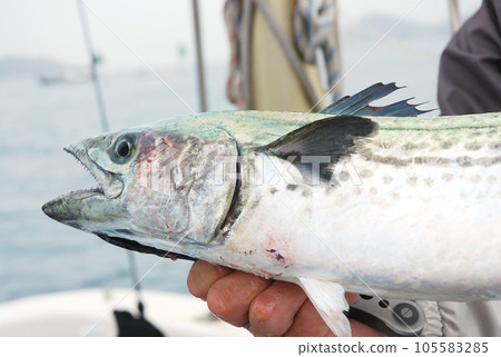 鮮魚Sawara 鮮魚Sawara 105583285