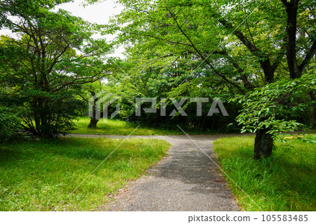 綠色環繞的道路 105583485