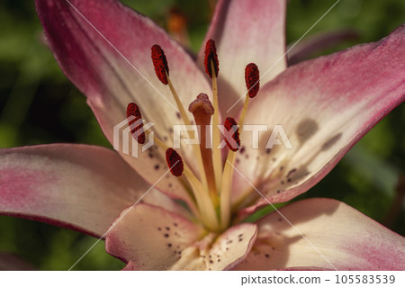 pink lilies closeup 105583539