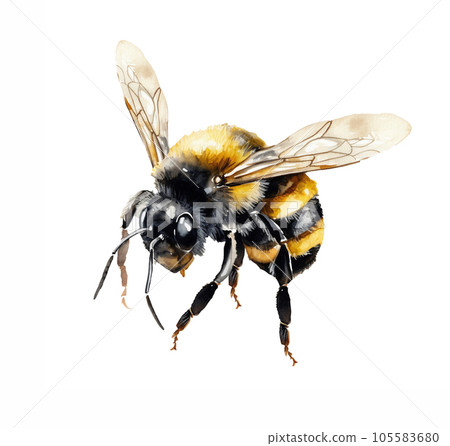 Watercolor illustration of a bumblebee, bee on a white background Watercolor illustration of a bumblebee, bee on a white background 105583680