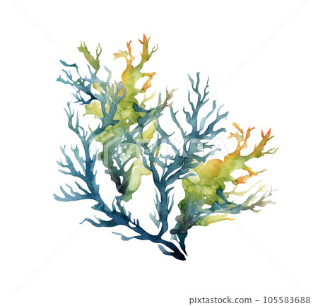 Seaweed underwater plants. Green Laminaria watercolor illustartion isolated on hite background. Nautical 105583688