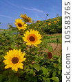Sunflower field sunflower 105583765