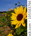 A sunflower turning upward 105583766