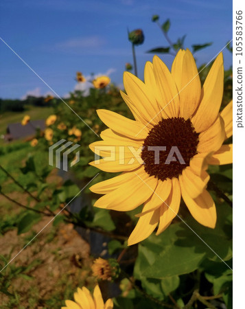 A sunflower turning upward 105583766
