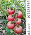 bright red cherry tomato 105583767