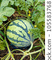 watermelon near harvest 105583768