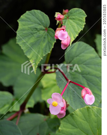 可愛的秋天海鯛花 可愛的秋天海鯛花 105583885