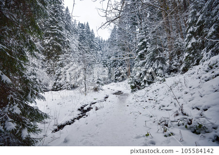 Snow path in winter forest. Spruce tree forest covered by snow in winter landscape 105584142