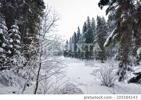 Beautiful idyllic landscape with evergreen tree forest covered in snow in wintertime Beautiful idyllic landscape with evergreen tree forest covered in snow in wintertime 105584143