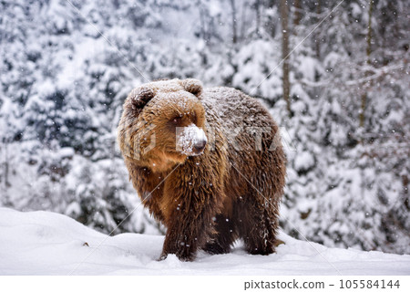 Wild brown bear (Ursus arctos) on the snow 105584144