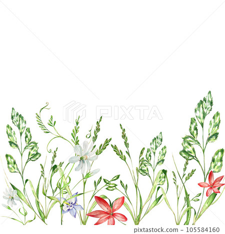 a set of watercolor bright illustrations. meadow grasses, flowers, clover. summer mood for the design of postcards, invitations, website design. 105584160