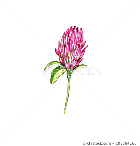 a set of watercolor bright illustrations. meadow grasses, flowers, clover. summer mood for the design of postcards, invitations, website design. a set of watercolor bright illustrations. meadow grasses, flowers, clover. summer mood for the design of postcards, invitations, website design. 105584165