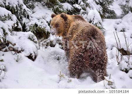 Wild brown bear (Ursus arctos) in winter forest Wild brown bear (Ursus arctos) in winter forest 105584184