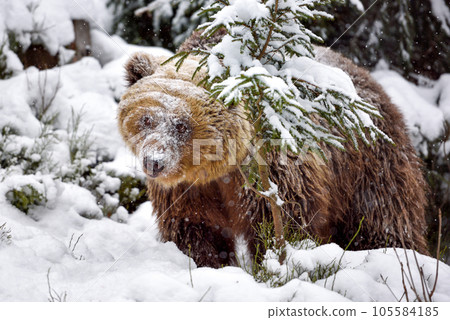 Wild brown bear (Ursus arctos) in winter forest Wild brown bear (Ursus arctos) in winter forest 105584185