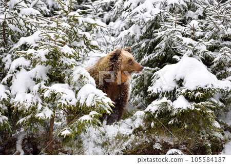 Wild brown bear (Ursus arctos) in winter forest Wild brown bear (Ursus arctos) in winter forest 105584187