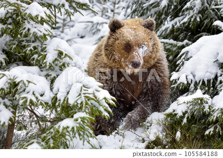 Brown bear (Ursus arctos) sitting in the snow. Snowfall. Natural habitat. Winter season. Brown bear (Ursus arctos) sitting in the snow. Snowfall. Natural habitat. Winter season. 105584188