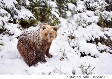 Wild brown bear (Ursus arctos) in winter forest. Natural habitat. Winter season. 105584190