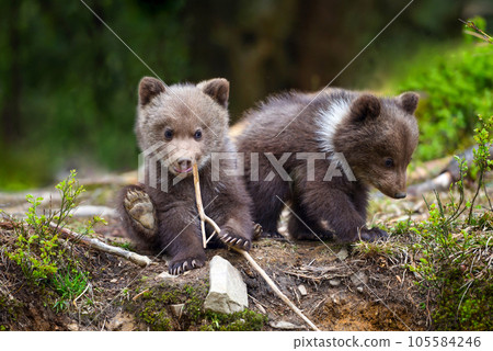 Two little brown bear cub are playing on the edge of the forest 105584246