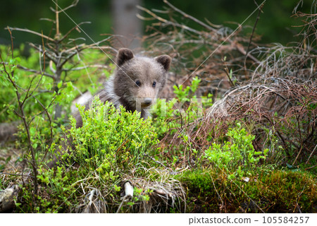 Cute little brown bear cub in summer forest 105584257