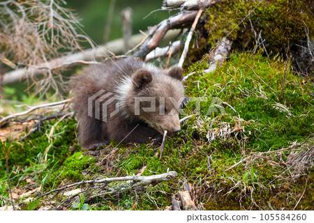 Cute little brown bear cub on the edge of the forest 105584260