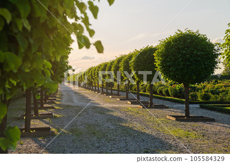 Rows of trees in the summer park. Landscaping and gardening. A beautiful alley in a french garden near Rundale Palace in Latvia. Rows of trees in the summer park. Landscaping and gardening. A beautiful alley in a french garden near Rundale Palace in Latvia. 105584329