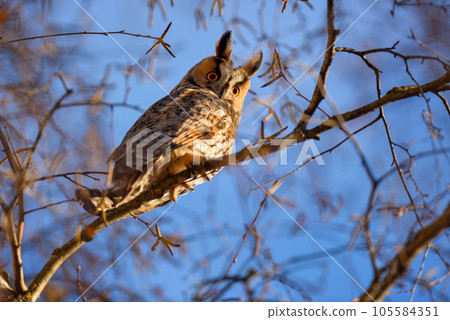 A Long-eared Owl (Asio otus) sitting on a tree against the blue sky. Sunny day A Long-eared Owl (Asio otus) sitting on a tree against the blue sky. Sunny day 105584351