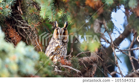 A Long-eared Owl (Asio otus) sitting on a tree and looking on the camera 105584352