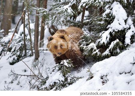 Wild brown bear (Ursus arctos) in winter forest Wild brown bear (Ursus arctos) in winter forest 105584355