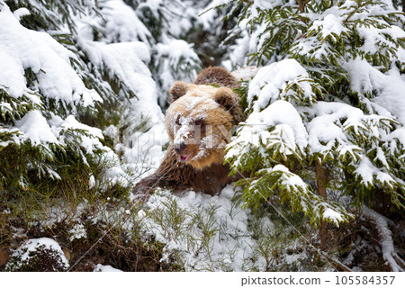Wild brown bear (Ursus arctos) in winter forest 105584357