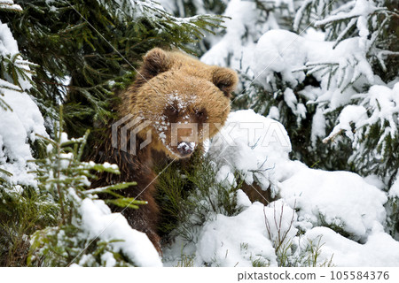 Wild brown bear (Ursus arctos) in winter forest. Natural habitat. 105584376