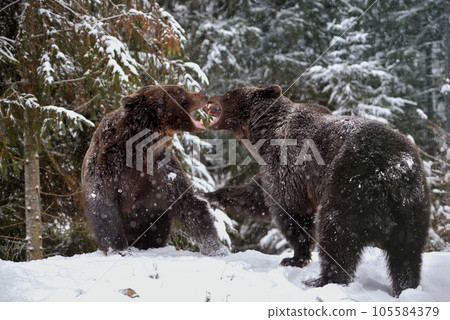 Close-up two angry brown bear fight in winter forest 105584379