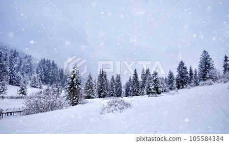 Beautiful idyllic landscape with evergreen tree forest covered in snow in wintertime Beautiful idyllic landscape with evergreen tree forest covered in snow in wintertime 105584384