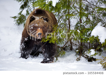 Wild brown bear (Ursus arctos) in winter forest Wild brown bear (Ursus arctos) in winter forest 105584408