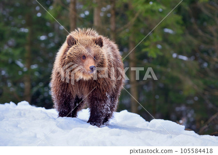 Cute little brown bear on the snow in winter forest Cute little brown bear on the snow in winter forest 105584418