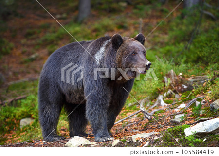 European brown bear in the forest. Big brown bear in forest. European brown bear in the forest. Big brown bear in forest. 105584419