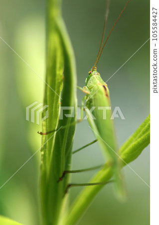 Tsuyumushi on a bright summer meadow (using macro lens, strobe + natural light, close-up photo) 105584427