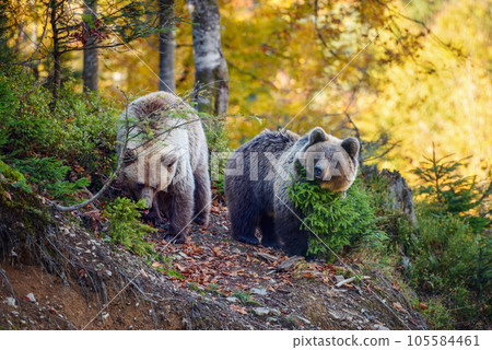 Two young brown bears in the authumn forest Two young brown bears in the authumn forest 105584461