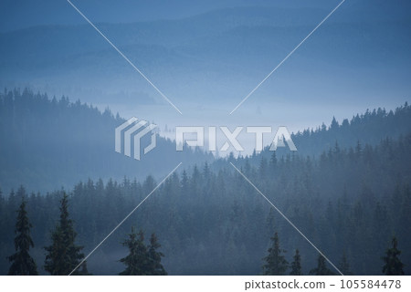 Misty mountain forest landscape in the morning. Carpathian valley with fog. 105584478