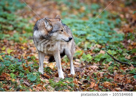 Wolf (Canis lupus) in autumn forest. Grey wolf in natural habitat Wolf (Canis lupus) in autumn forest. Grey wolf in natural habitat 105584668